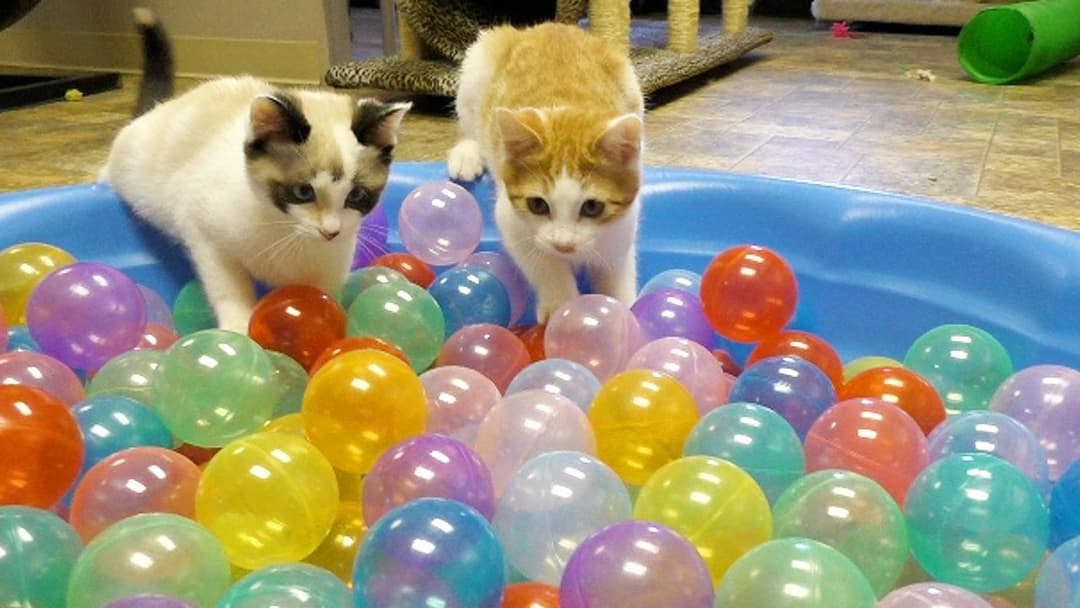 Cute Kittens Play in Ball Pit Thumbnail