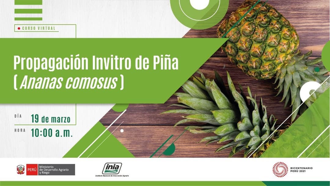 Propagación Invitro de Piña (Ananas comosus) Thumbnail